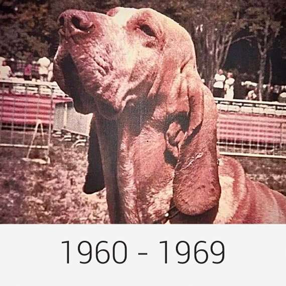 Archivio immagini storiche di bracchi italiani