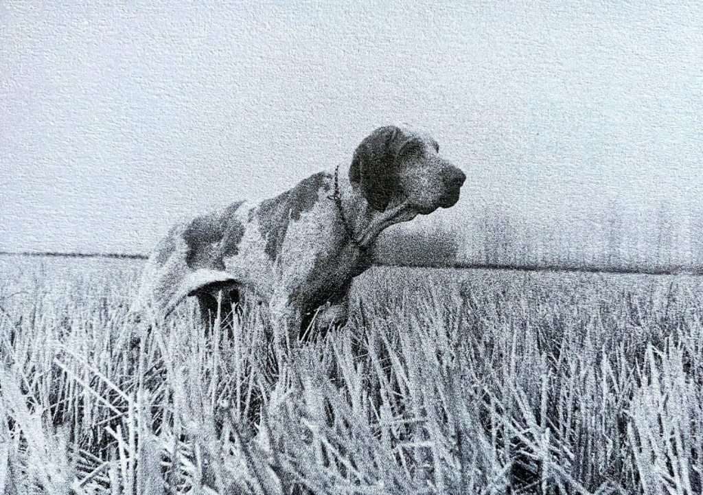 Bartolomeo bracco italiano