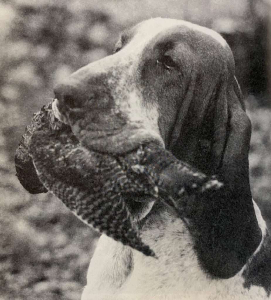 sguardo del bracco italiano