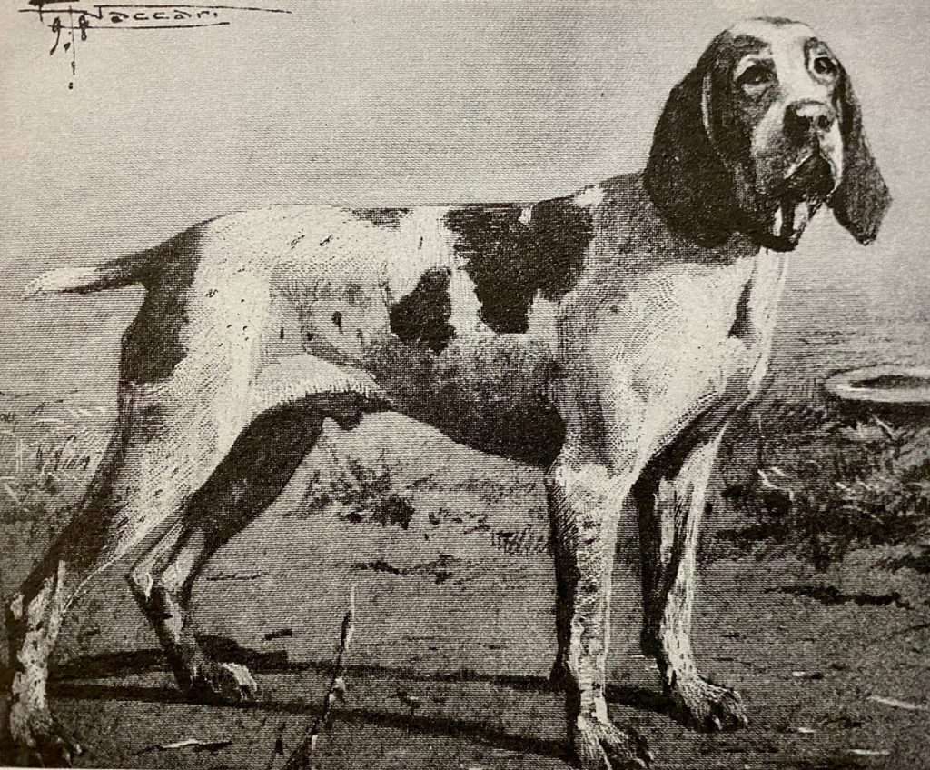 1800. Un Grande Bracco italiano nell'illustrazione presente ne "I cani da Ferma italiani" di Strazza.