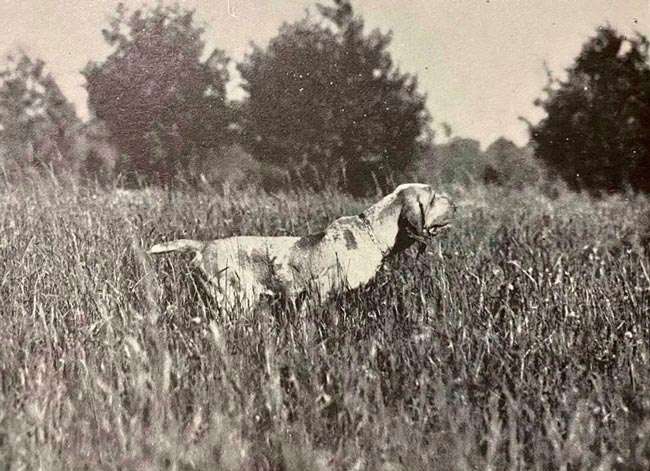 bracco italiano