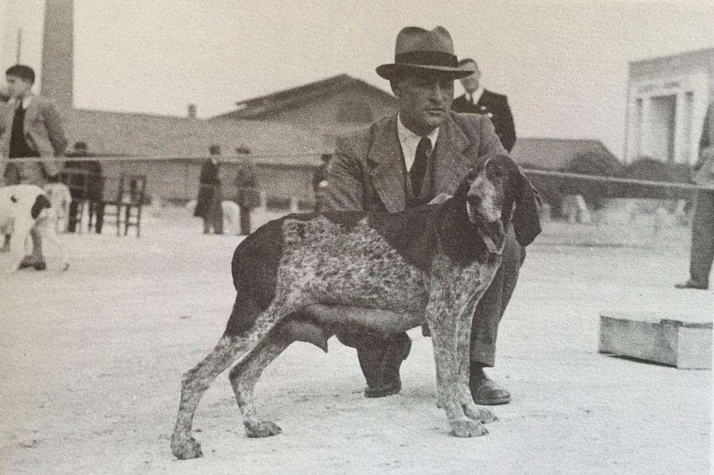 bracco italiano