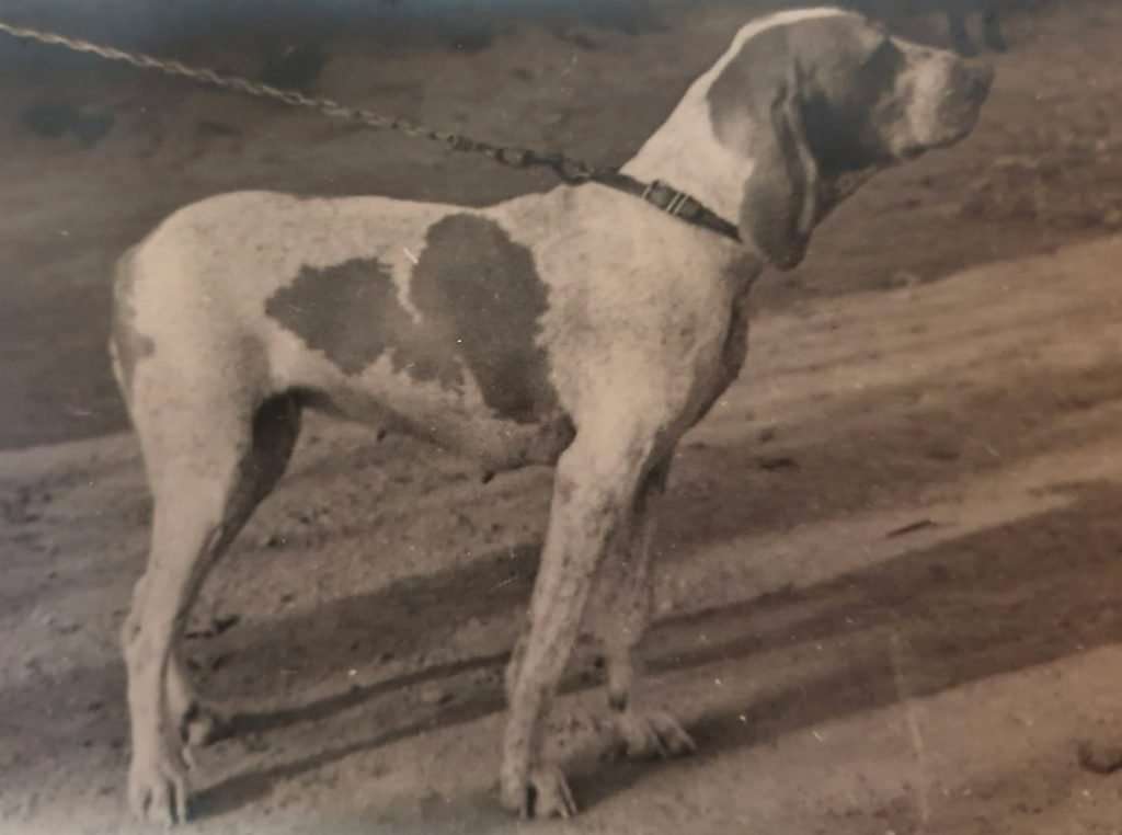 bracco italiano bianco arancio