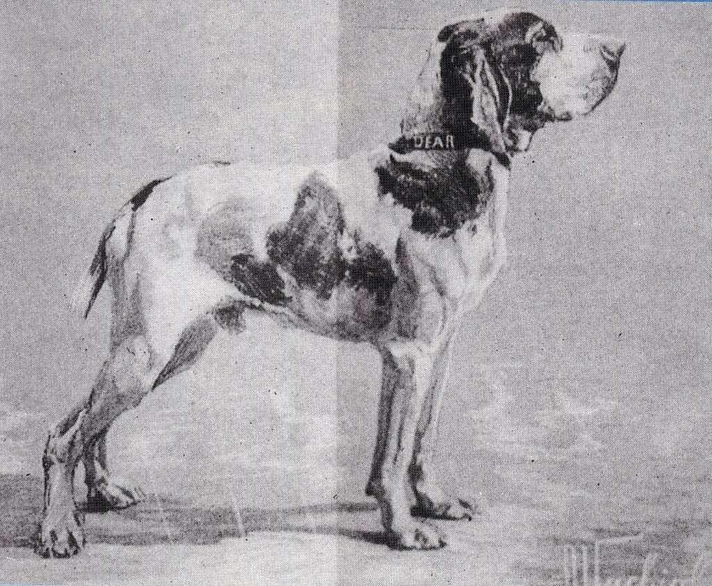 Dear, grande bracco italiano del canile di Monferrato, di Giuseppe Alliora e Goffredo Calvi. 1897