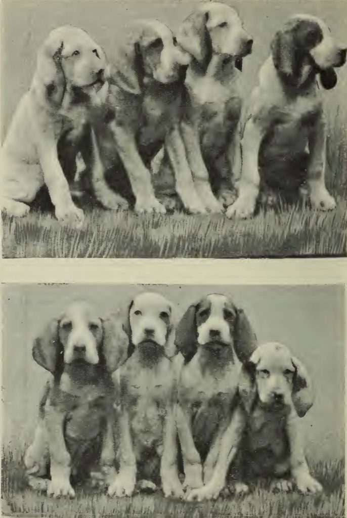 1898. Cuccioli “Di Tregolo” del Cav. Luigi Beretta.