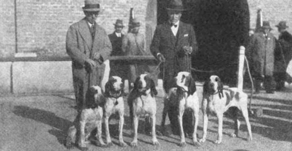 Mostra del cane italiano da ferma