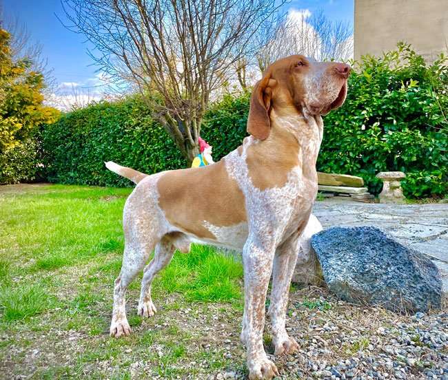 bracco italiano polcevera's