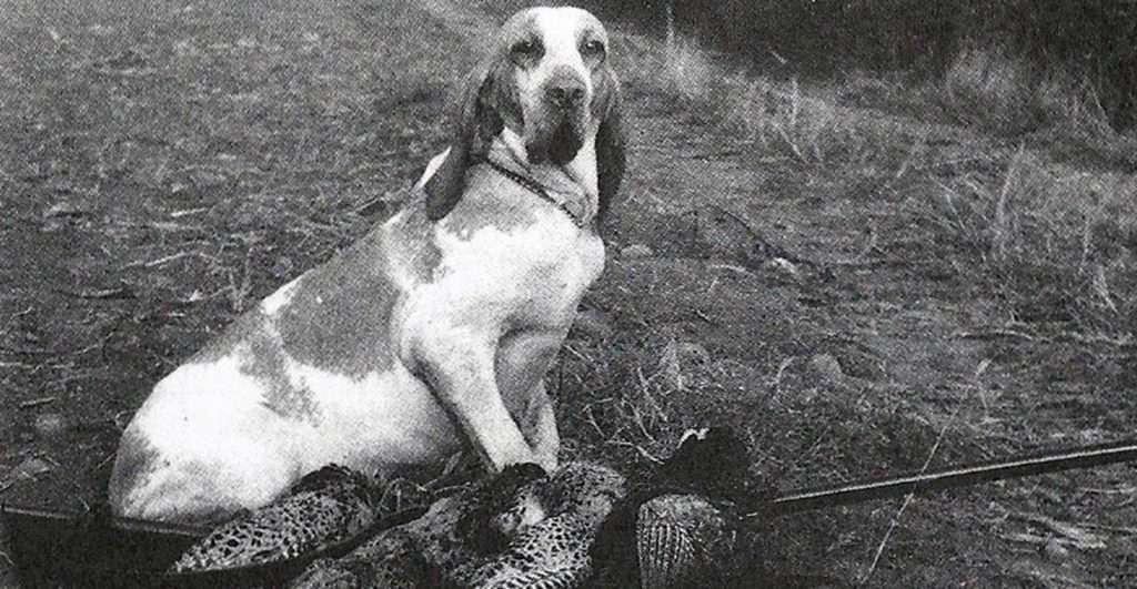 catina delle forre bracco italiano