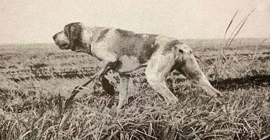 marinella bracco italiano