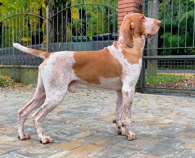 coda bracco italiano