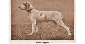 bracco italiano leggero