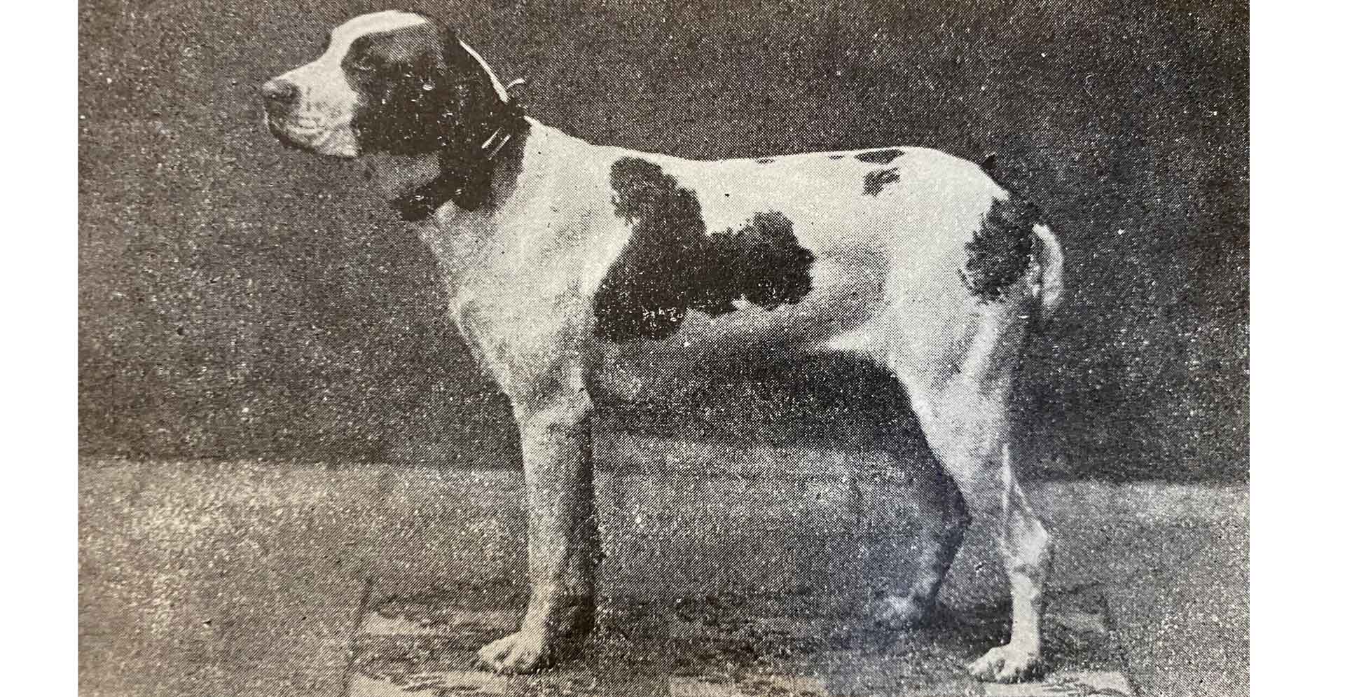 bracco italiano leggero