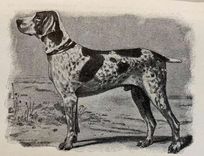 bracco italiano leggero