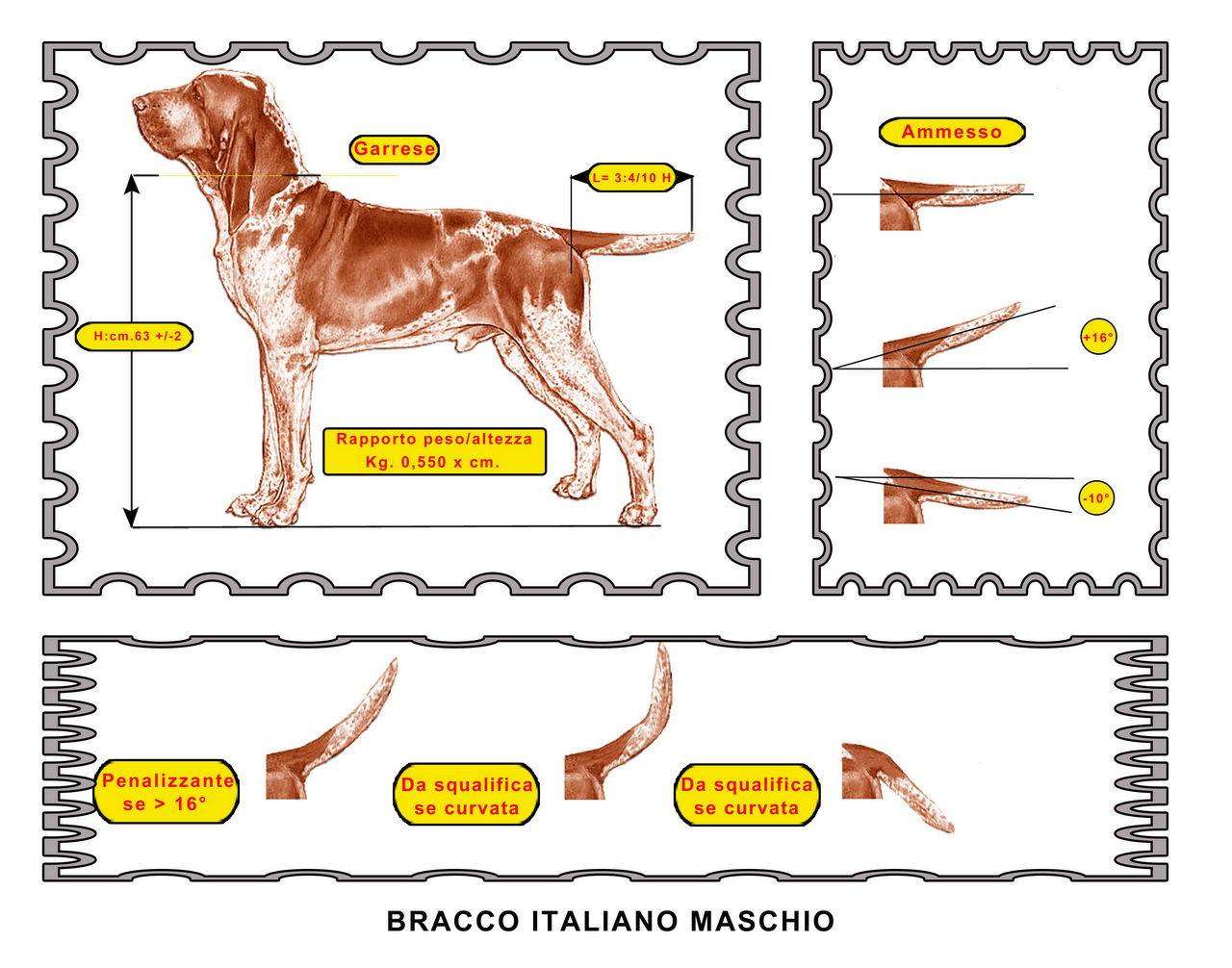 coda bracco italiano