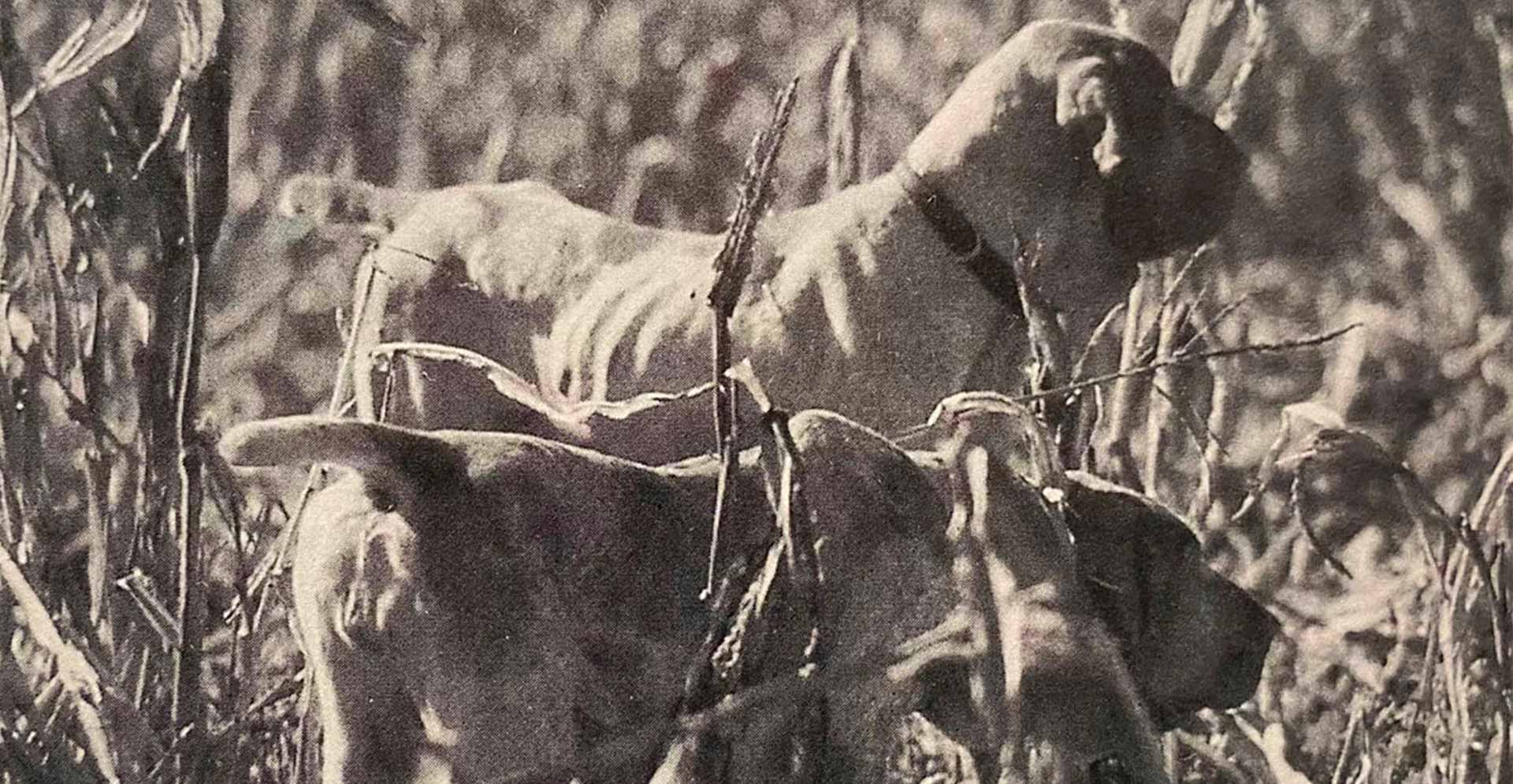 coda del bracco italiano