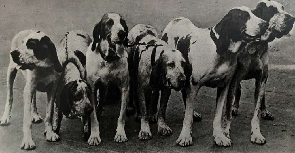 futuro del bracco italiano