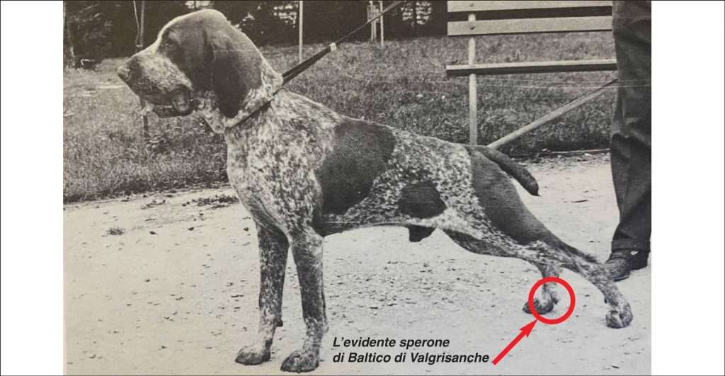 sperone bracco italiano