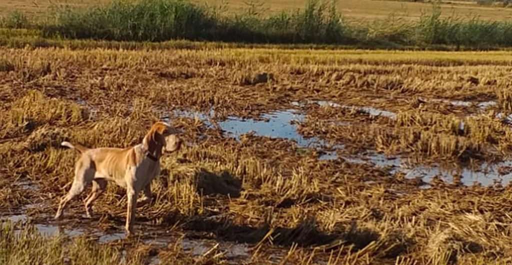 standard di lavoro del bracco italiano