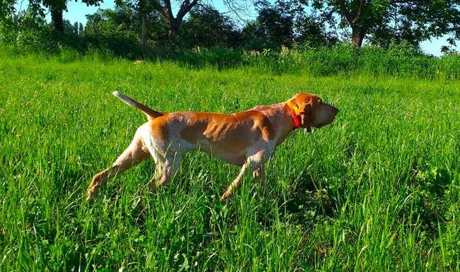 bracco italiano in ferma