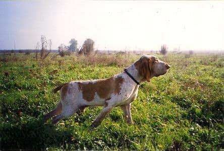 standard di lavoro del bracco italiano 3