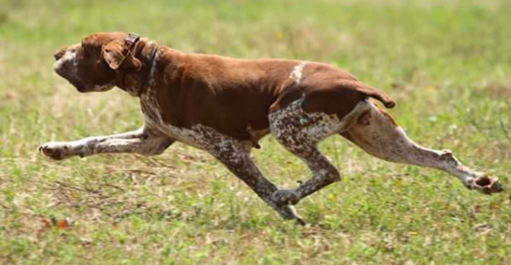 standard-di-lavoro-del-bracco-italiano