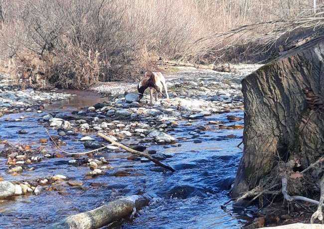 riporto bracco italiano