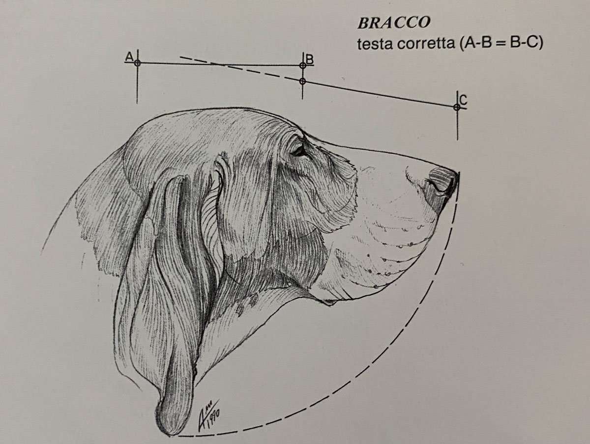 standard morfologico del bracco italiano