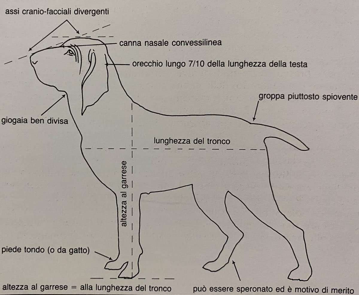 standard morfologico del bracco italiano