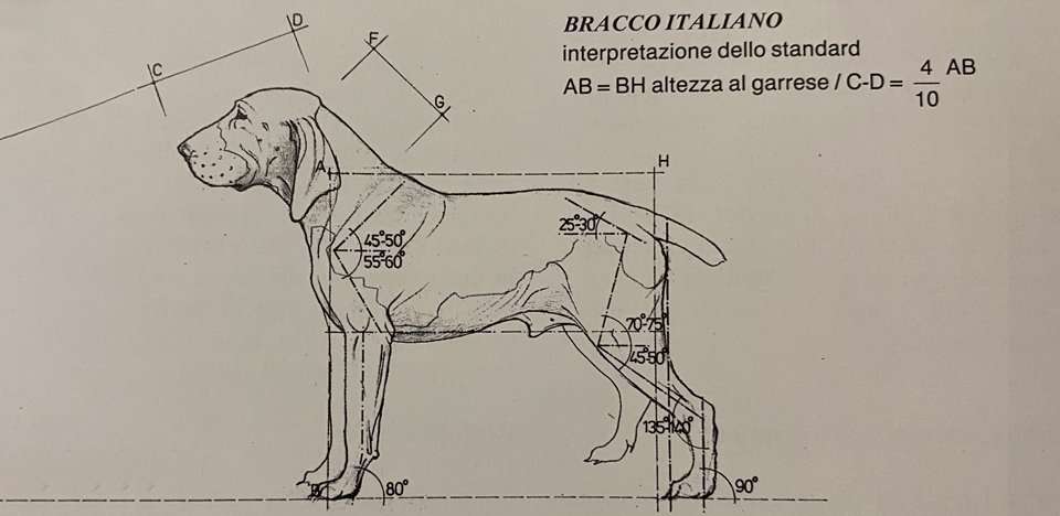 standard morfologico del bracco italiano