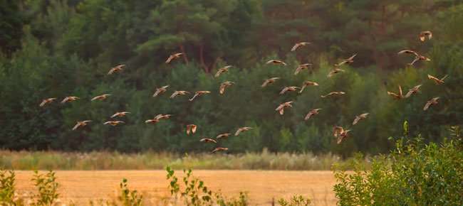 volo di strane