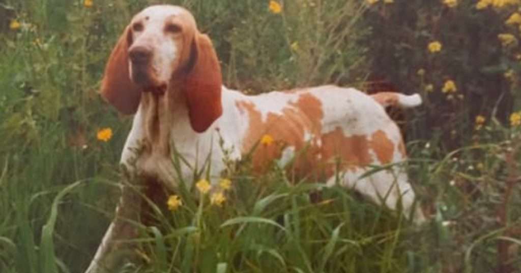 bracco italiano caccia