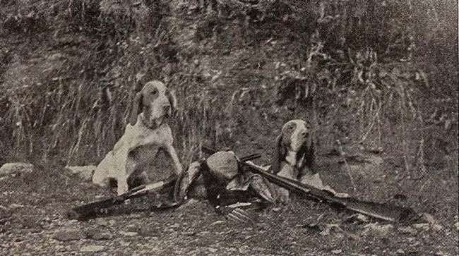 addestramento del bracco italiano