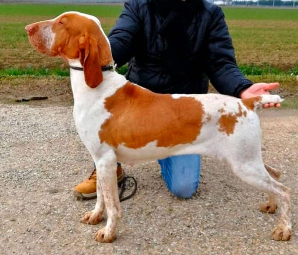 mantello del bracco italiano bianco arancio