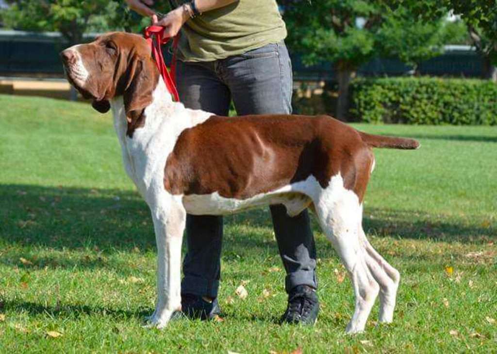 mantello del bracco italiano bianco marrone