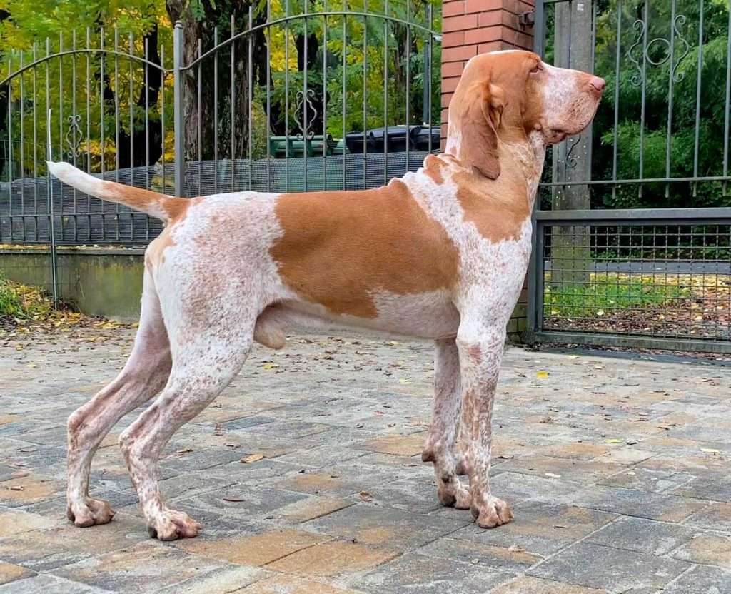 mantello del bracco italiano melato arancio