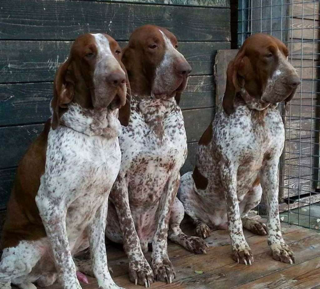 mantello del bracco italiano roano marrone