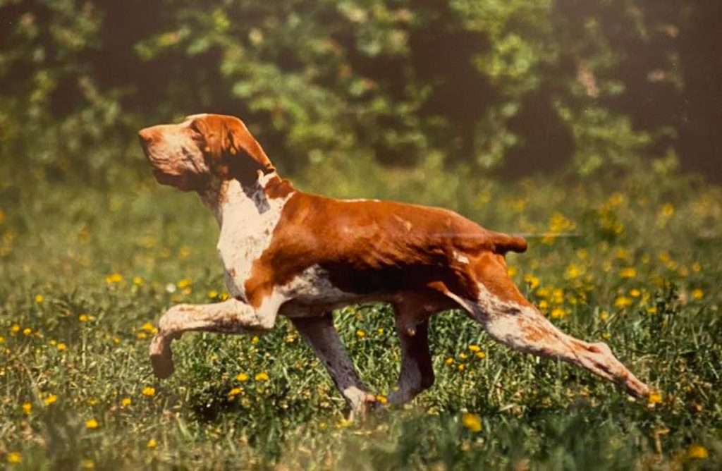 mantello del bracco italiano roano marrone