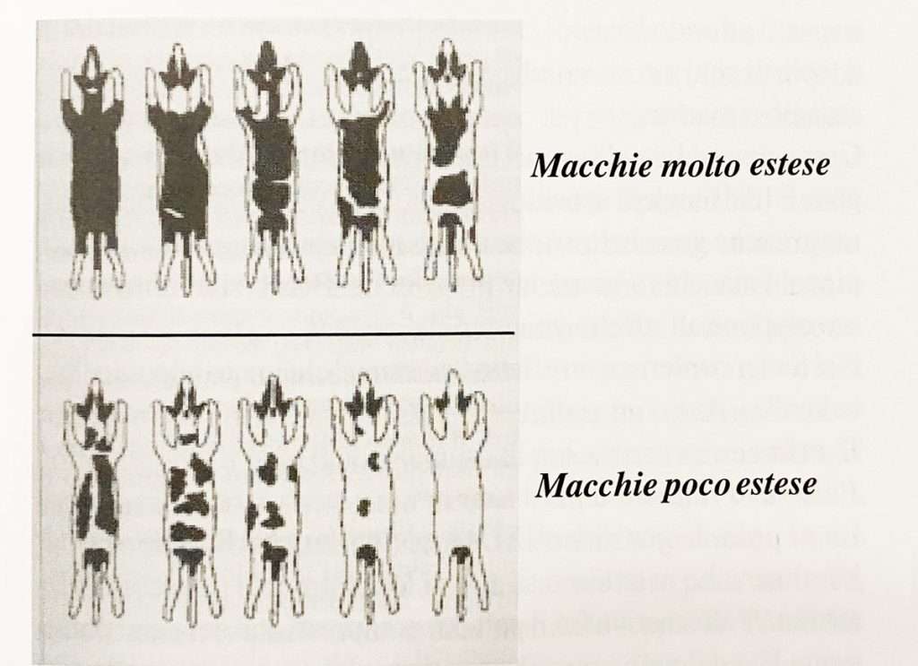 macchie bracco italiano