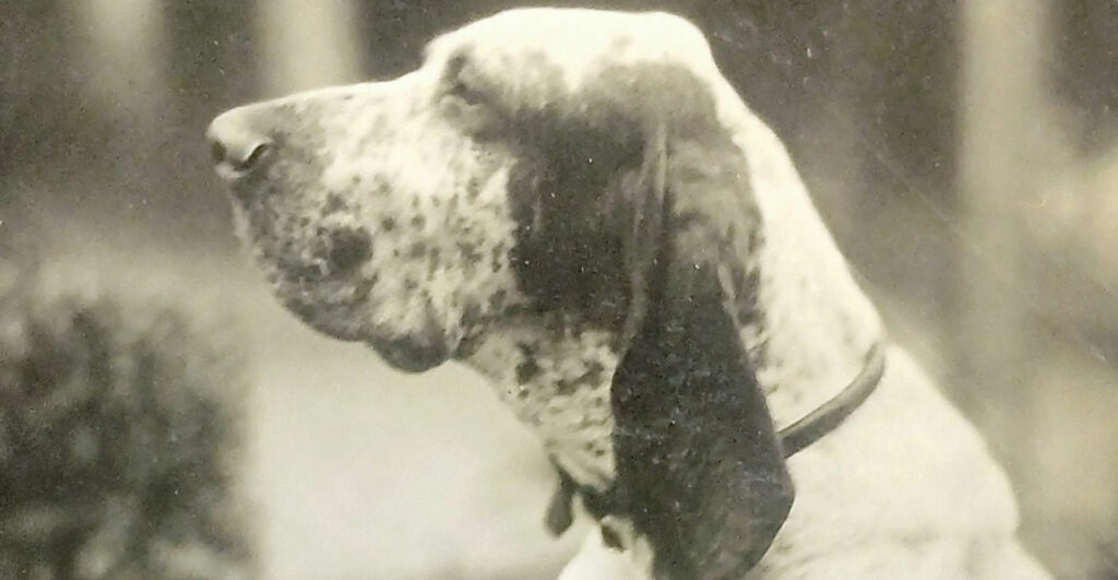 bracco italiano