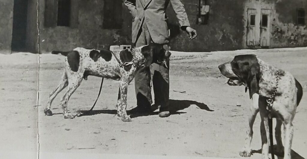 bracco-italiano-anni-30-maccastorna