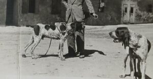 bracco-italiano-anni-30-maccastorna