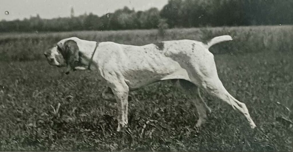 bracco italiano in ferma