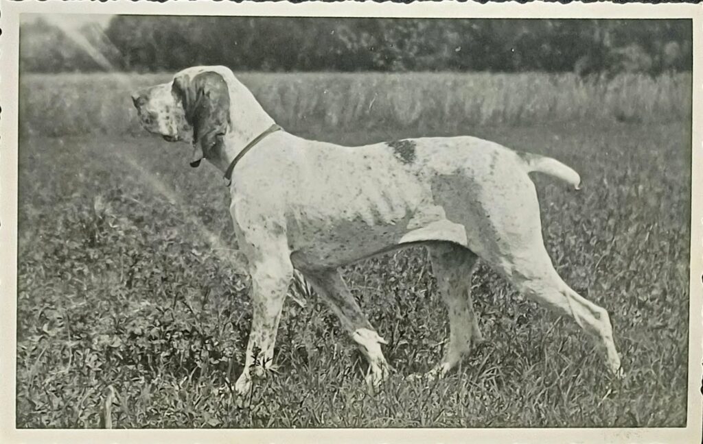 bracco italiano in ferma