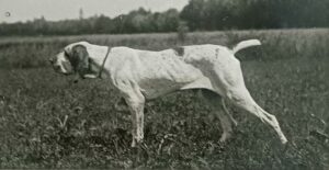 bracco italiano in ferma