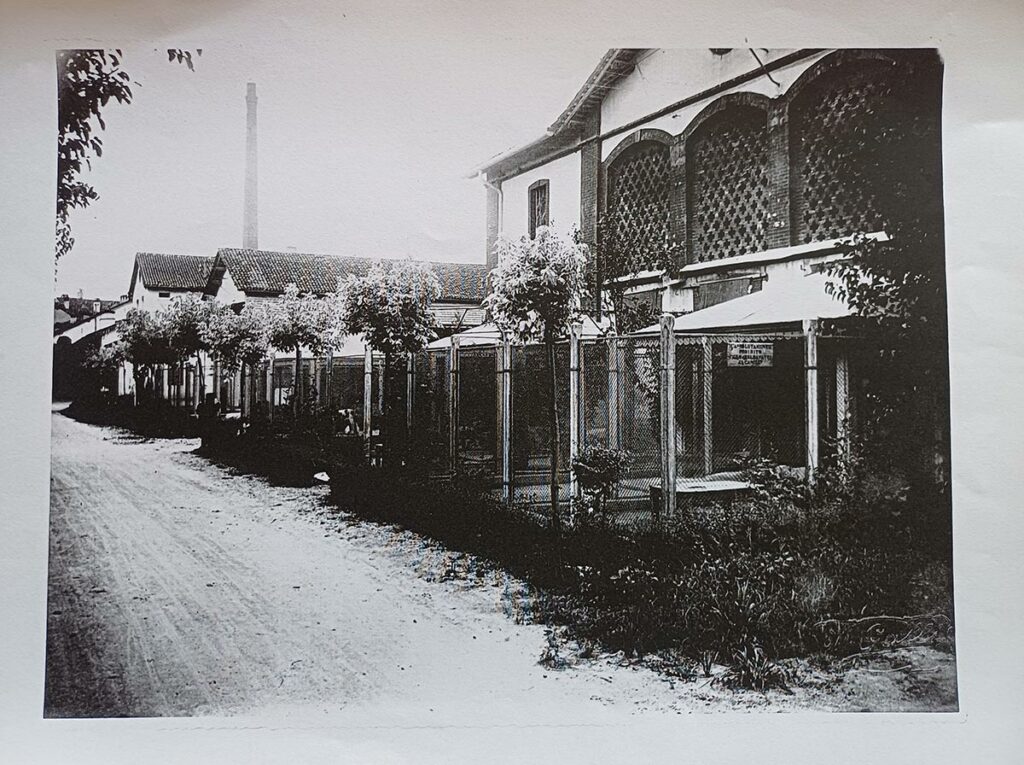 bracchi italiani di cornovecchio-5